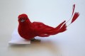 Veren vogel rood met mooie staart